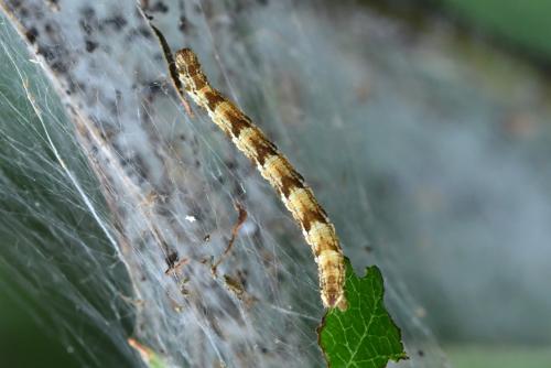 Eupithecia sp.